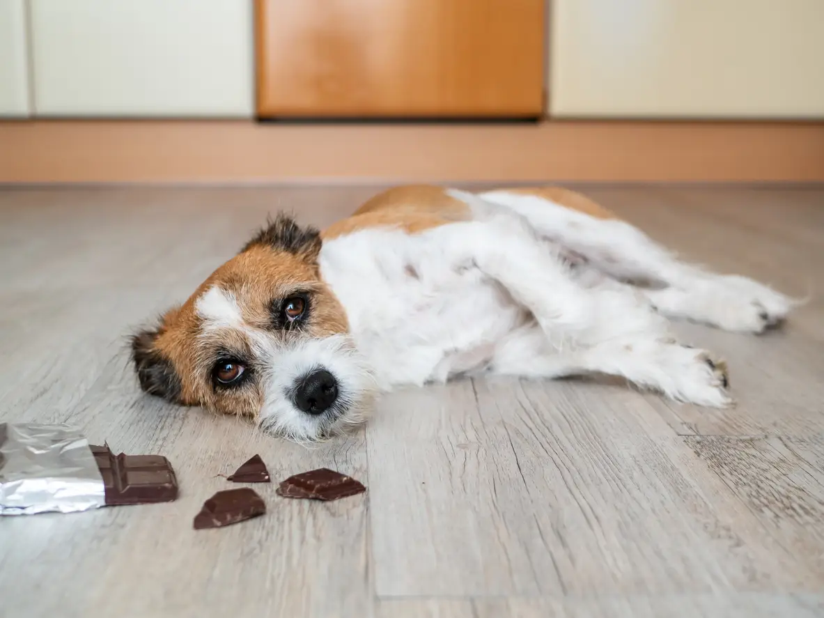 Giftig voor honden: Deze etenswaren moet je absoluut vermijden