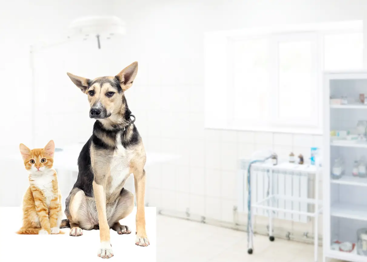 Sterilisatie of castratie bij je hond of kat: Wat je moet weten