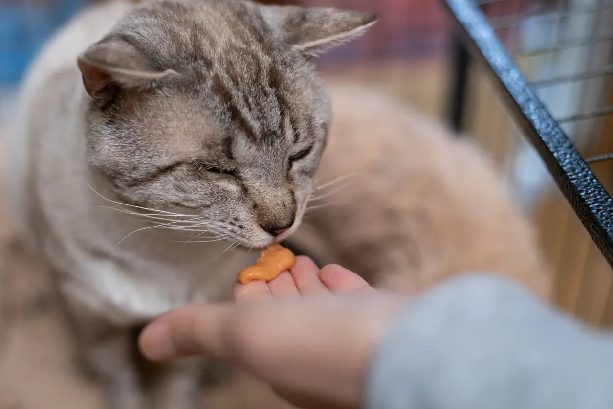 Giftig of ongezond: Wat je kat absoluut niet mag eten