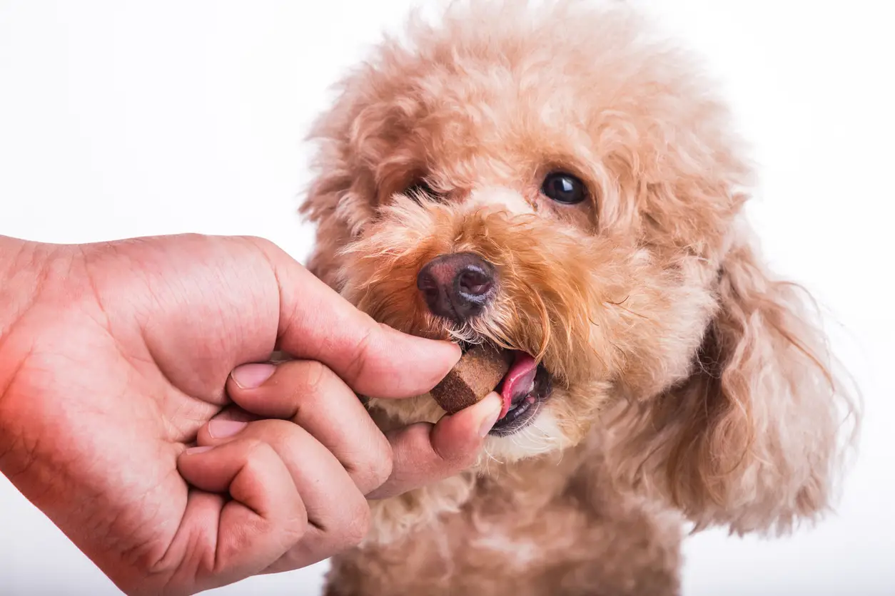 Ontwormen van je hond: Waarom het belangrijk is en hoe je het aanpakt