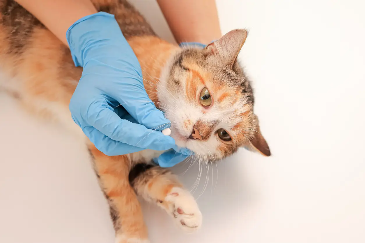 Ontwormen van je kat: Alles wat je moet weten voor een gezonde viervoeter