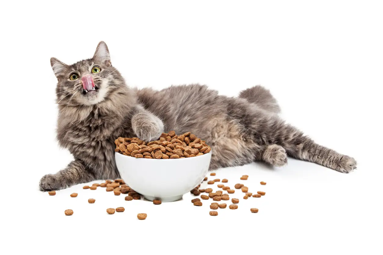 Overgewicht bij honden en katten: Herken de signalen en pak het aan