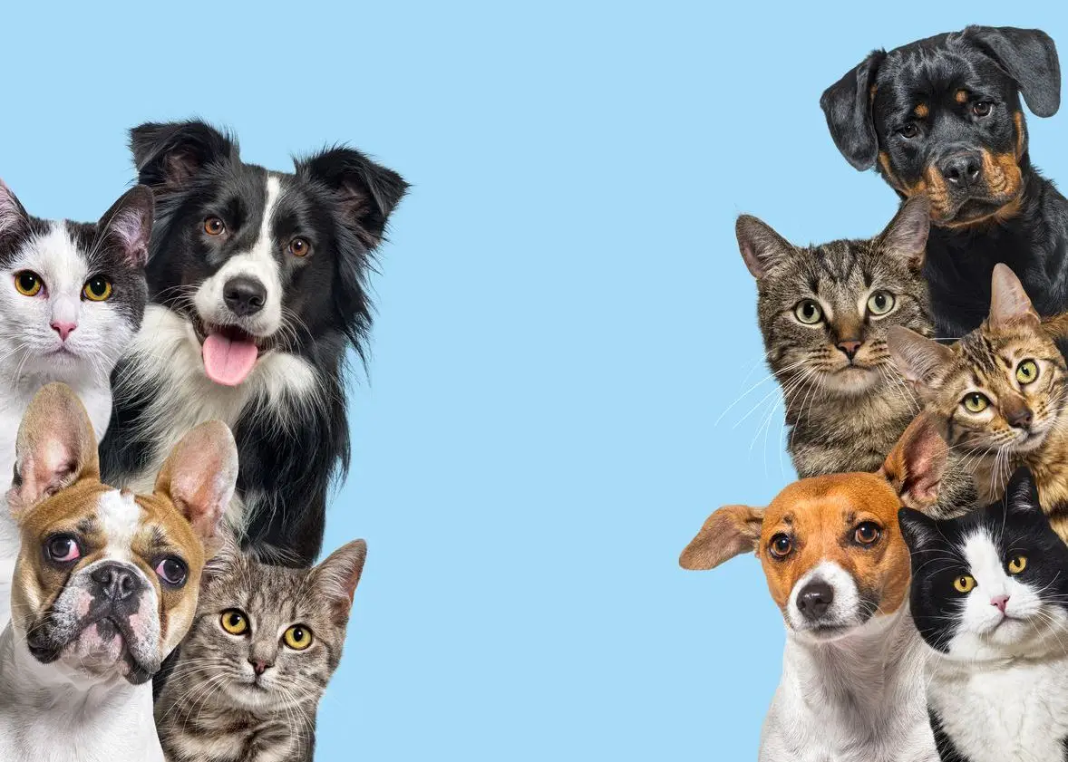 Huisdierenverzekering afsluiten: Slimme keuze of onnodige kosten?