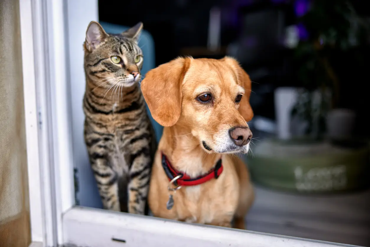 Is je hond of kat meeverzekerd in je WA-verzekering? Alles wat je moet weten