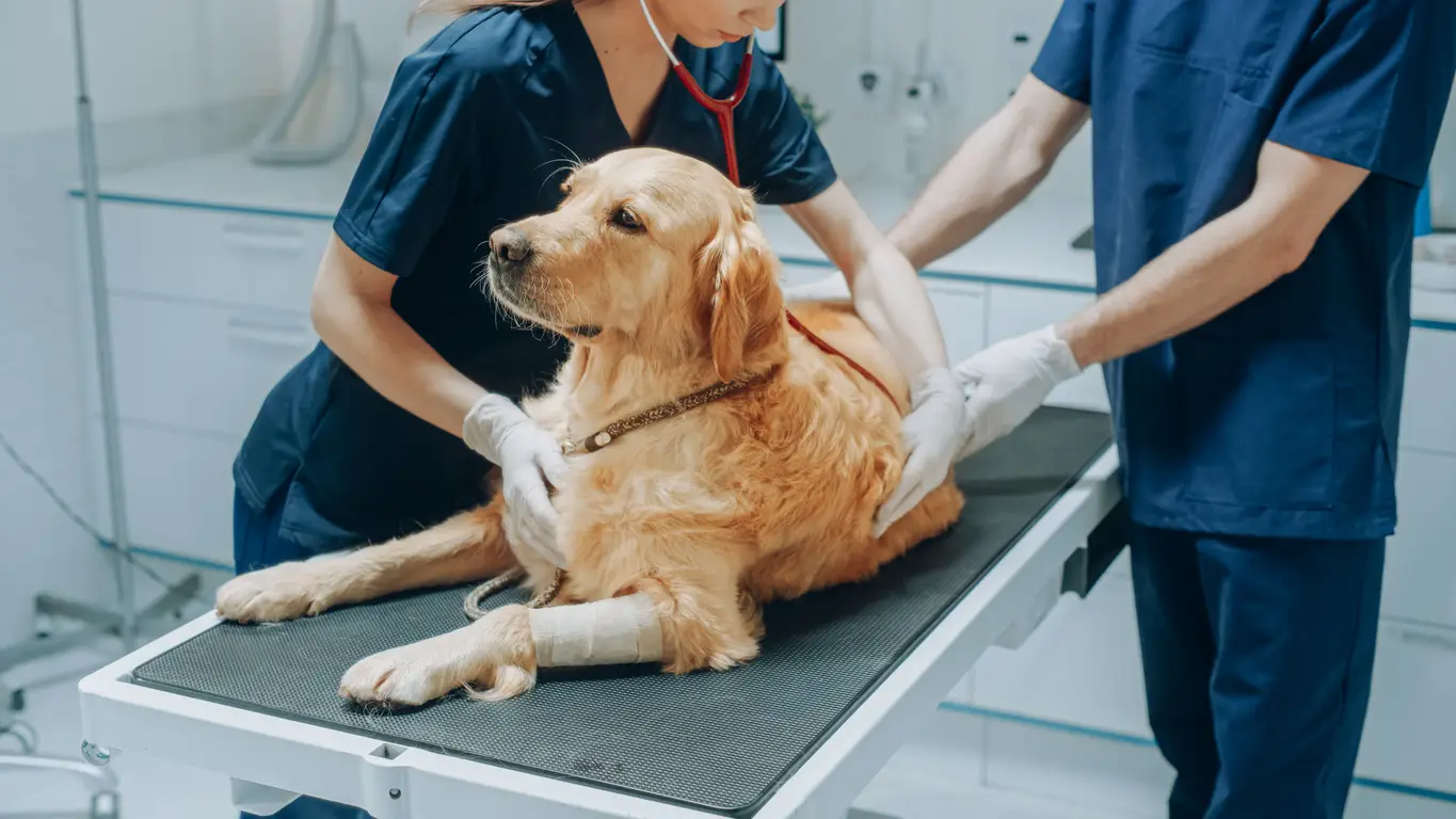 De juiste dierenarts kiezen: Waar moet je op letten?
