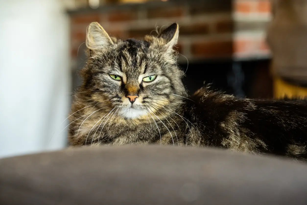 Jouw kat verzekeren - Tot welke leeftijd kan dat? Dit moet je weten!