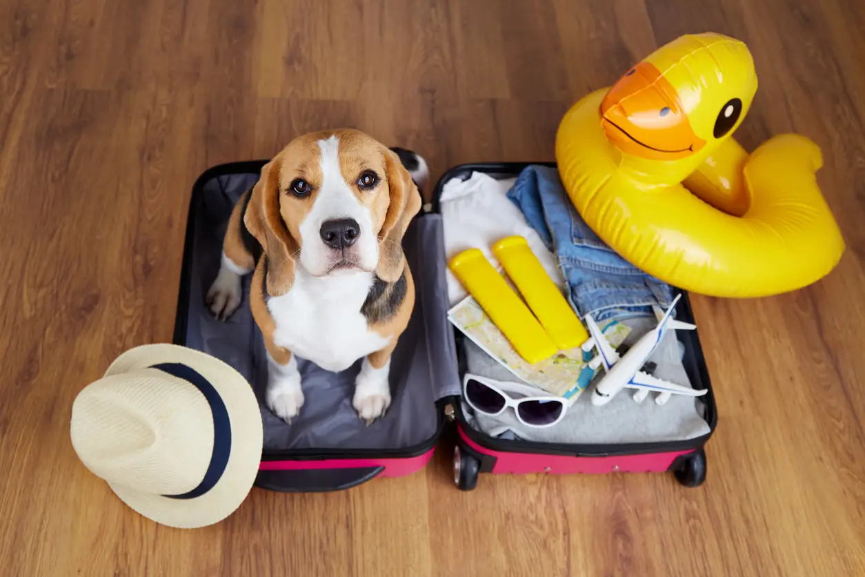 Is een hond verzekeren verplicht? Ontdek de regels in Nederland en het buitenland