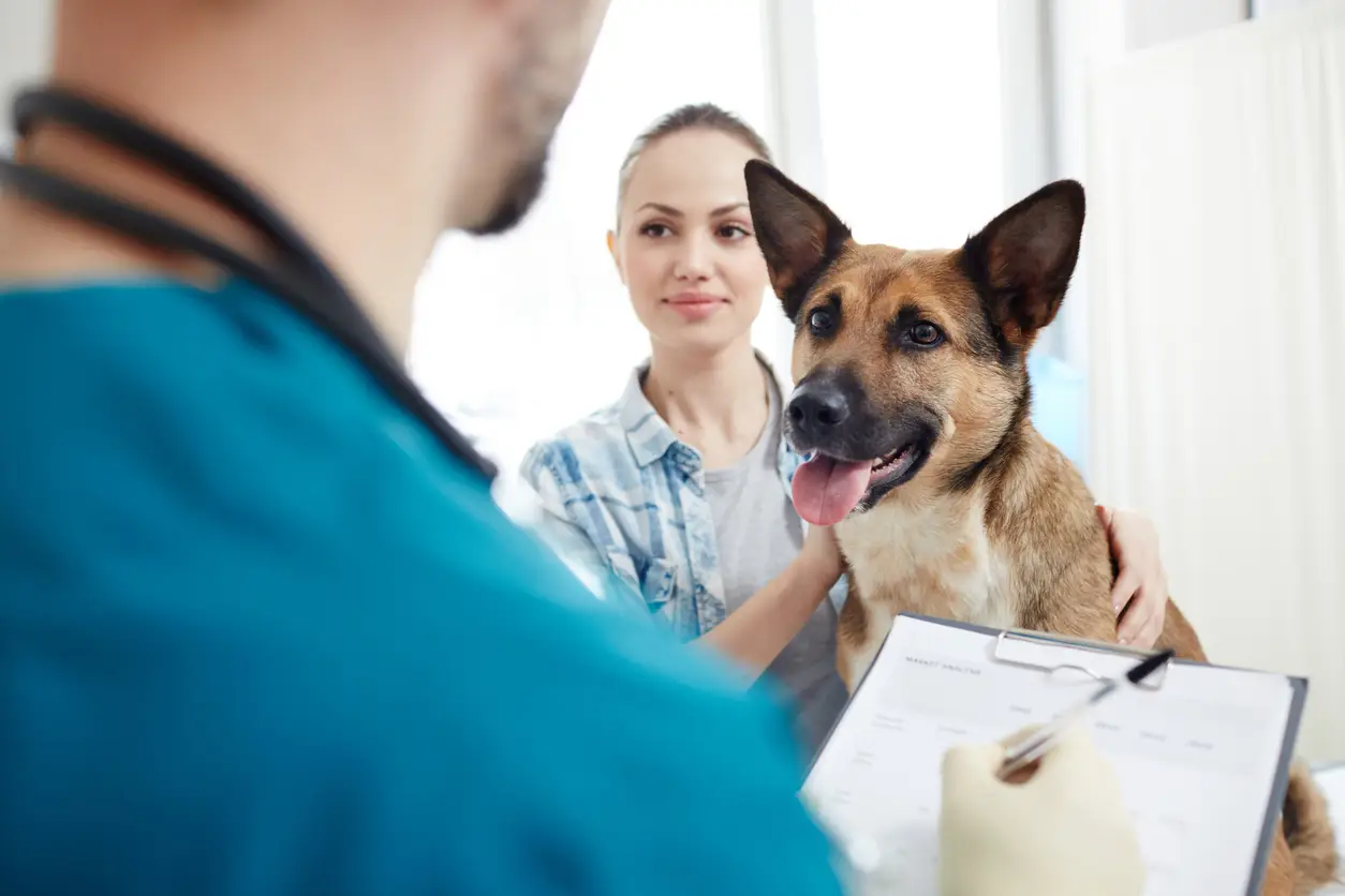 Dierenverzekering vs. WA-verzekering: Wat dekt wat?