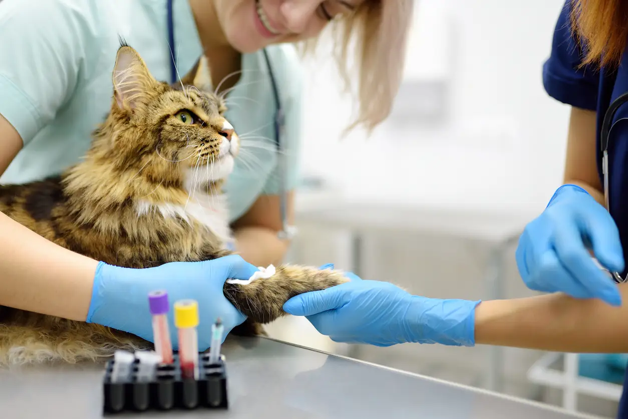 Hond of kat al ziek bij afsluiten verzekering? Dit moet je weten